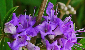 Agnus castus